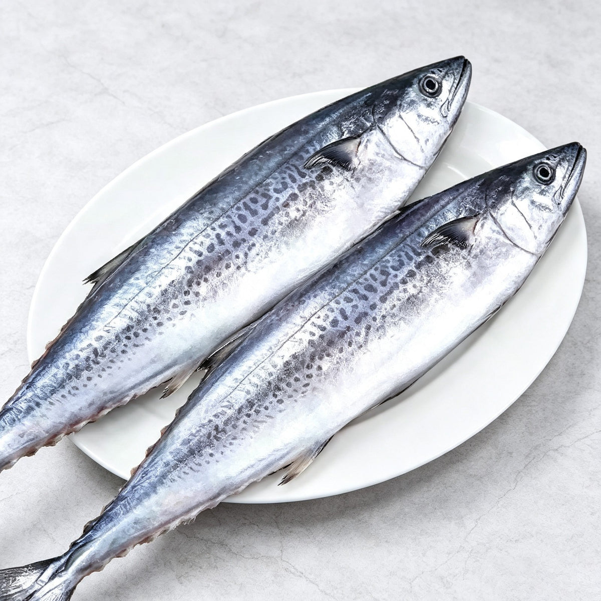 Wild Spanish Mackerel