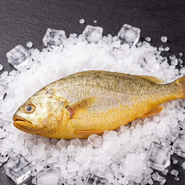 Wild Yellow Croaker
